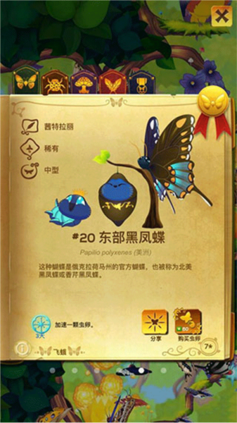 彩翼蝴蝶保护区蝴蝶种类介绍6